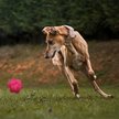 Show in main carousel: Dogline Bur Ball Dog Toy, Pink, 2-in slide 7 of 8