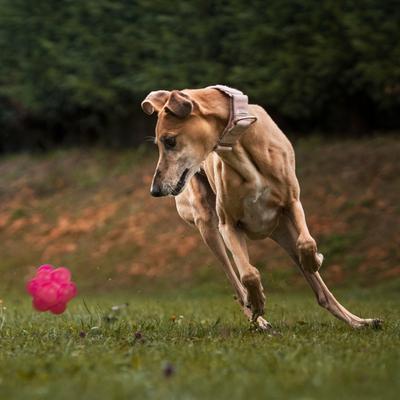 Show full view: Dogline Bur Ball Dog Toy, Pink, 2-in slide 7 of 8
