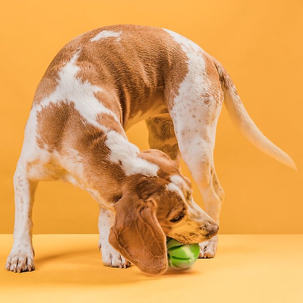Show full view: Dogline Spiral Ball Dog Toy, Green, 1.54-in slide 7 of 8