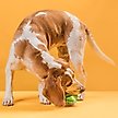 Show in main carousel: Dogline Spiral Ball Dog Toy, Green, 1.54-in slide 7 of 8