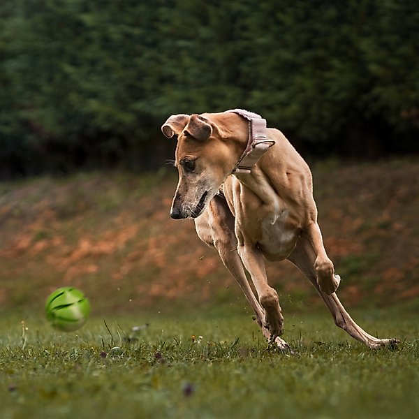 Show full view: Dogline Spiral Ball Dog Toy, Green, 1.54-in slide 8 of 8