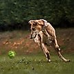 Show in main carousel: Dogline Spiral Ball Dog Toy, Green, 1.54-in slide 8 of 8