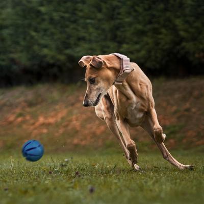 Show full view: Dogline Spiral Ball Dog Toy, Blue, 1.54-in slide 8 of 8