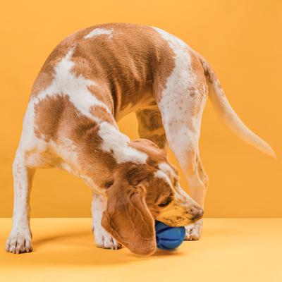 Show full view: Dogline Spiral Ball Dog Toy, Blue, 1.54-in slide 7 of 8