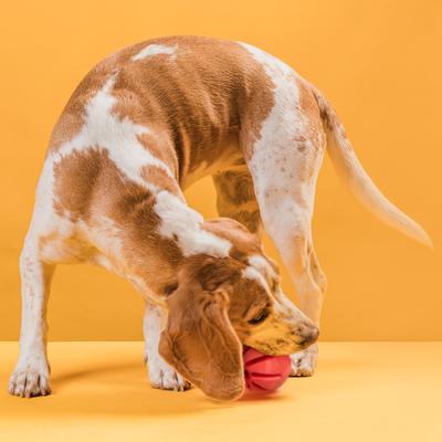 Show full view: Dogline Spiral Ball Dog Toy, Red, 2-in slide 7 of 8
