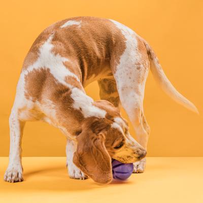 Show full view: Dogline Spiral Ball Dog Toy, Purple, 2.75-in slide 7 of 8