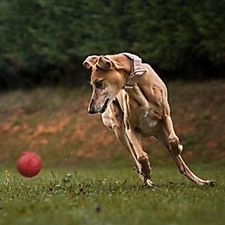 Dogline Euro Ball Dog Toy, Red, 2-in slide 2 of 8