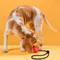 Show in main carousel: Dogline Euro Ball Rope Dog Toy, Red, 2.75-in slide 7 of 9