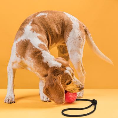 Show full view: Dogline Euro Ball Rope Dog Toy, Red, 2.75-in slide 7 of 9