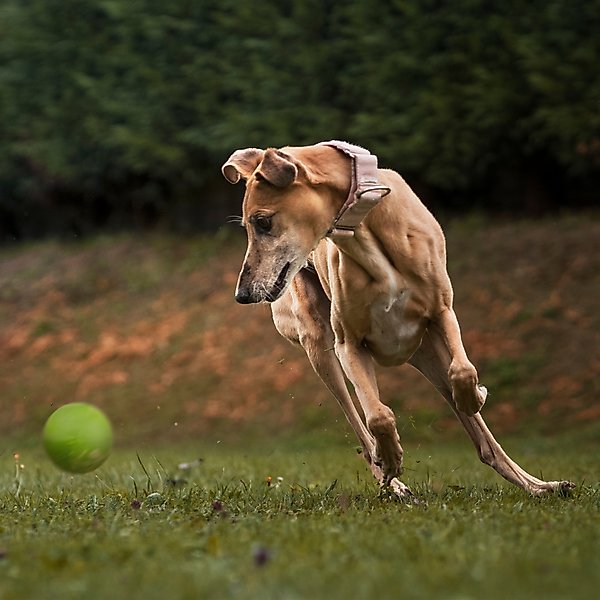 Show full view: Dogline Euro Ball Dog Toy, Green, 2-in slide 7 of 8