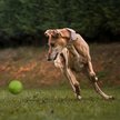 Show in main carousel: Dogline Euro Ball Dog Toy, Green, 2-in slide 7 of 8