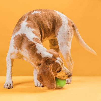 Show full view: Dogline Euro Ball Dog Toy, Green, 2.75-in slide 6 of 8