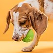 Show in main carousel: Dogline Euro Ball Dog Toy, Green, 2-in slide 5 of 8