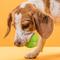 Show in main carousel: Dogline Euro Ball Dog Toy, Green, 2.75-in slide 5 of 8