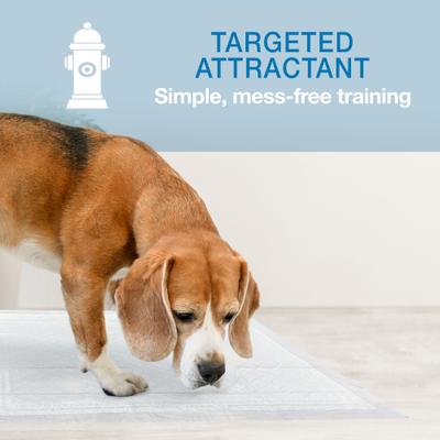 Show full view: Wee-Wee Super Absorbent Dog Pee Pads with Insta-Rise Border, 22 x 23-in, 50 count slide 6 of 12