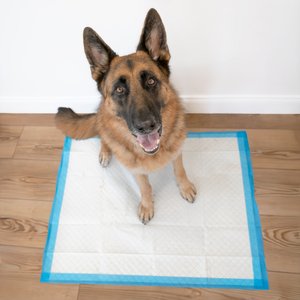 Wee-Wee Pads Superior Performance with Runoff Edge Guard Dog Pee Pads, X-Large, 28 x 34-in, 40 count