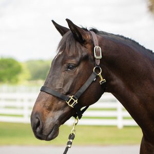 Equinavia Jarl Premium Breakaway Horse Halter, Black, Cob