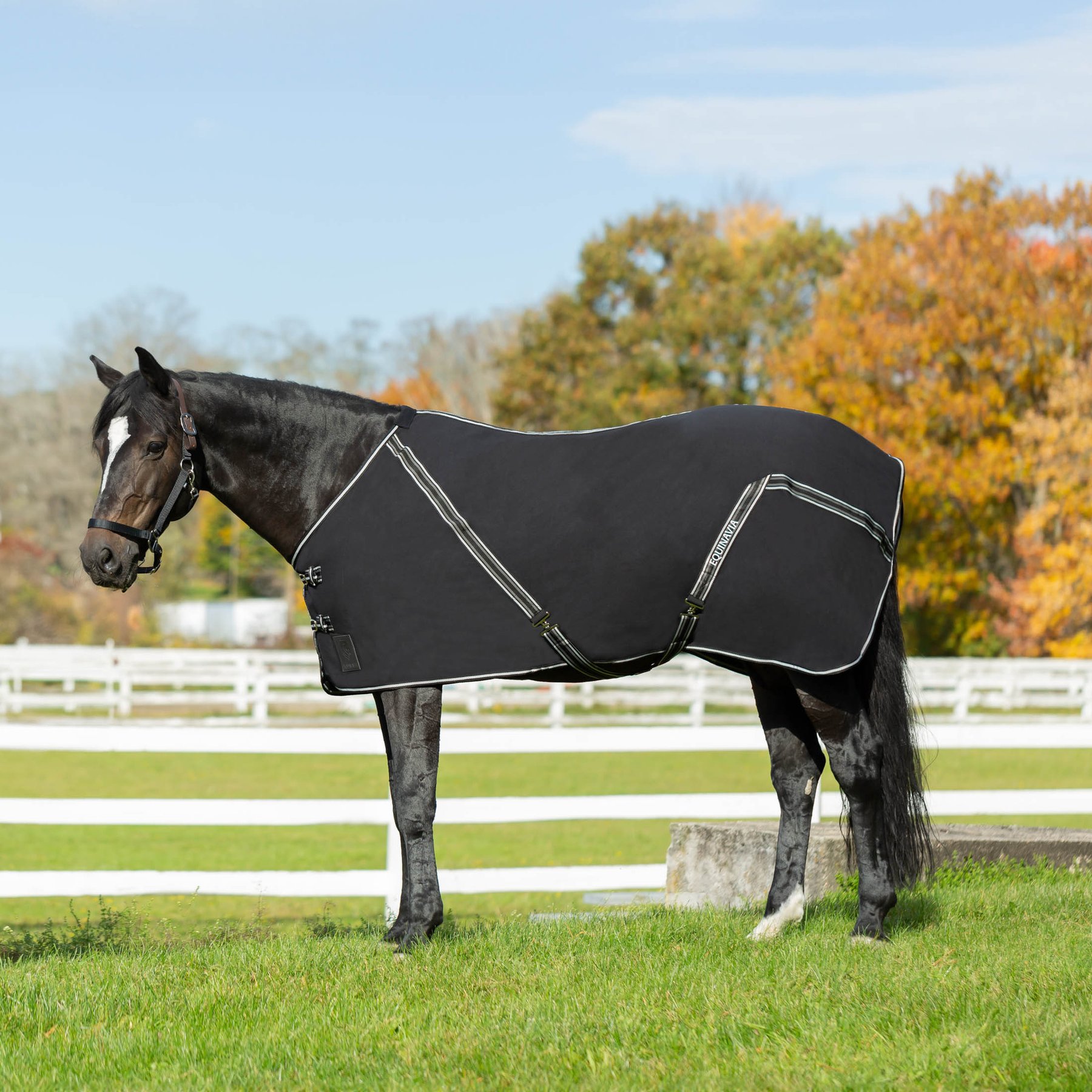 Equinavia Fryd Cotton Horse Stable Sheet, Black, 82-in