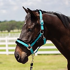 Equinavia Valkyrie Ultra Fleece Breakaway Horse Halter, Turquoise/Black, Warmblood