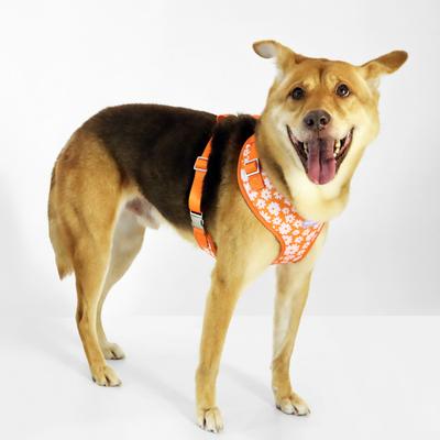 Show full view: florence by mills Print Dog Harness, Orange, X-Small/Small slide 3 of 8