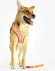 florence by mills Print Dog Harness, Orange, Large/X-Large