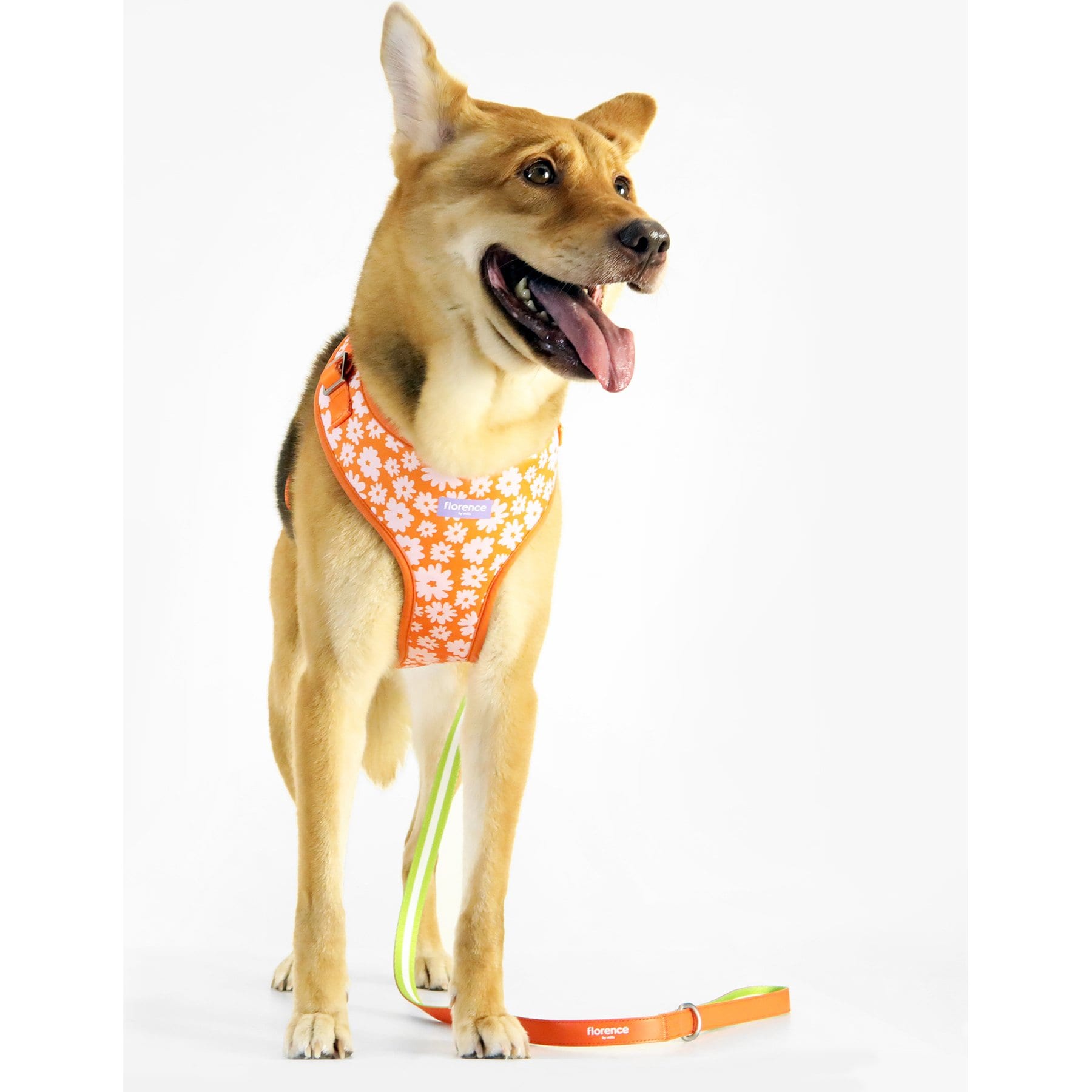 florence by mills Print Dog Harness, Orange, Large/X-Large