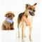 Show in main carousel: florence by mills Print Dog Harness, Blue, X-Small/Small slide 1 of 9