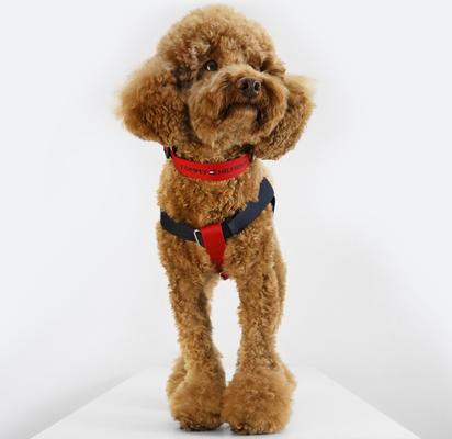 Show full view: Tommy Hilfiger Color-Blocked Dog Harness, Desert Sky/Red, X-Small/Small slide 2 of 8