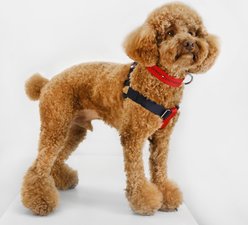 Tommy Hilfiger Color-Blocked Dog Harness, Desert Sky/Red, Large/XX-Large