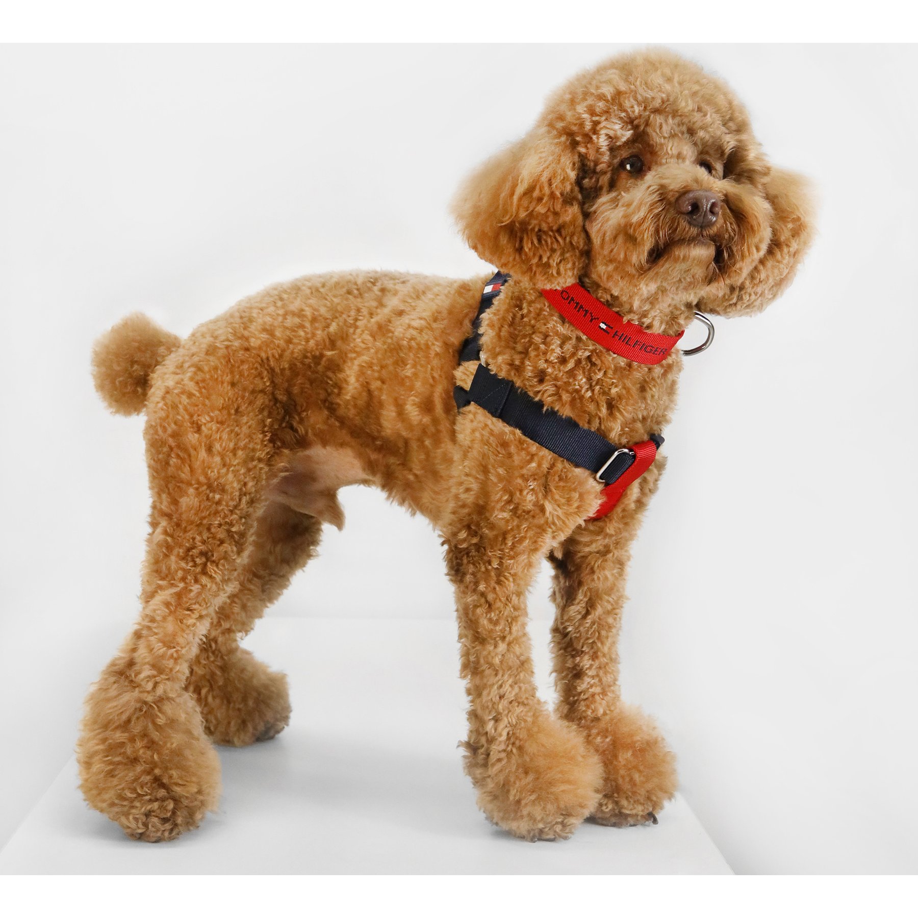 Tommy Hilfiger Color-Blocked Dog Harness, Desert Sky/Red, X-Small/Small