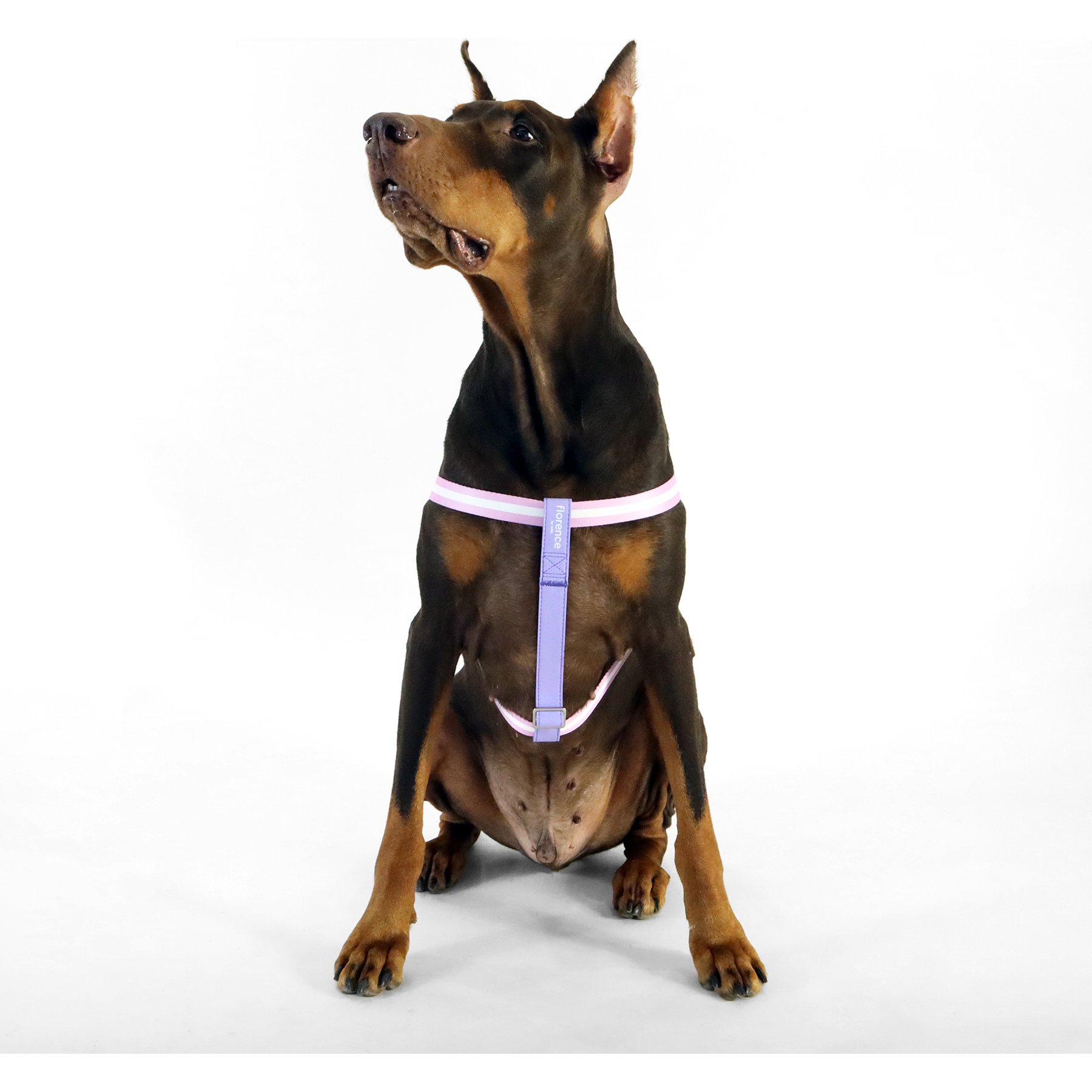florence by mills Appleskin Dog Harness, Purple, Large/XX-Large