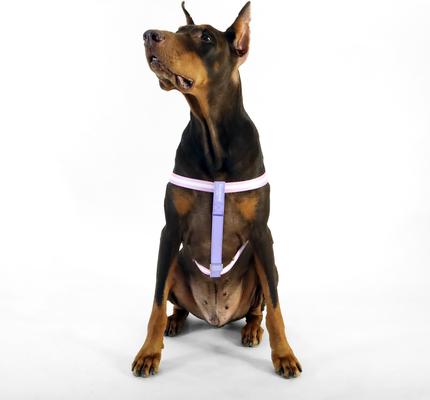 Show full view: florence by mills Appleskin Dog Harness, Purple, X-Small/Small slide 6 of 7