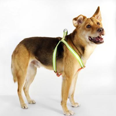 Show full view: florence by mills Appleskin Dog Harness, Orange, X-Small/Small slide 8 of 9