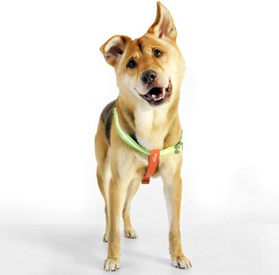 Show full view: florence by mills Appleskin Dog Harness, Orange, X-Small/Small slide 7 of 9