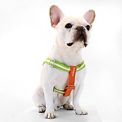 florence by mills Appleskin Dog Harness, Orange, X-Small/Small