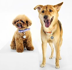 florence by mills Appleskin Dog Collar, Purple, XX-Large/XXX-Large