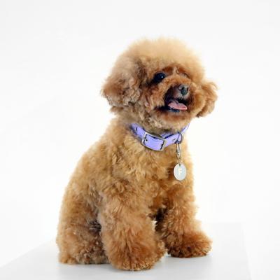 Show full view: florence by mills Appleskin Dog Collar, Purple, XX-Large/XXX-Large slide 2 of 6