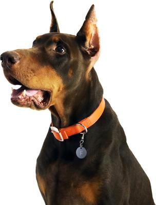 Show full view: florence by mills Appleskin Dog Collar, Orange, XX-Large/XXX-Large slide 7 of 7