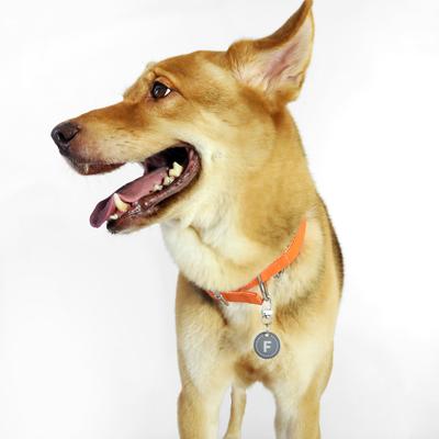 Show full view: florence by mills Appleskin Dog Collar, Orange, XX-Large/XXX-Large slide 6 of 7