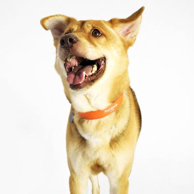 Show full view: florence by mills Appleskin Dog Collar, Orange, XX-Large/XXX-Large slide 5 of 7