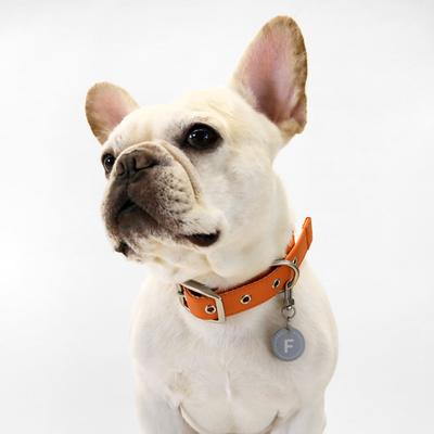 Show full view: florence by mills Appleskin Dog Collar, Orange, XX-Large/XXX-Large slide 4 of 7