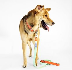 florence by mills Dog Leash, Green, Large