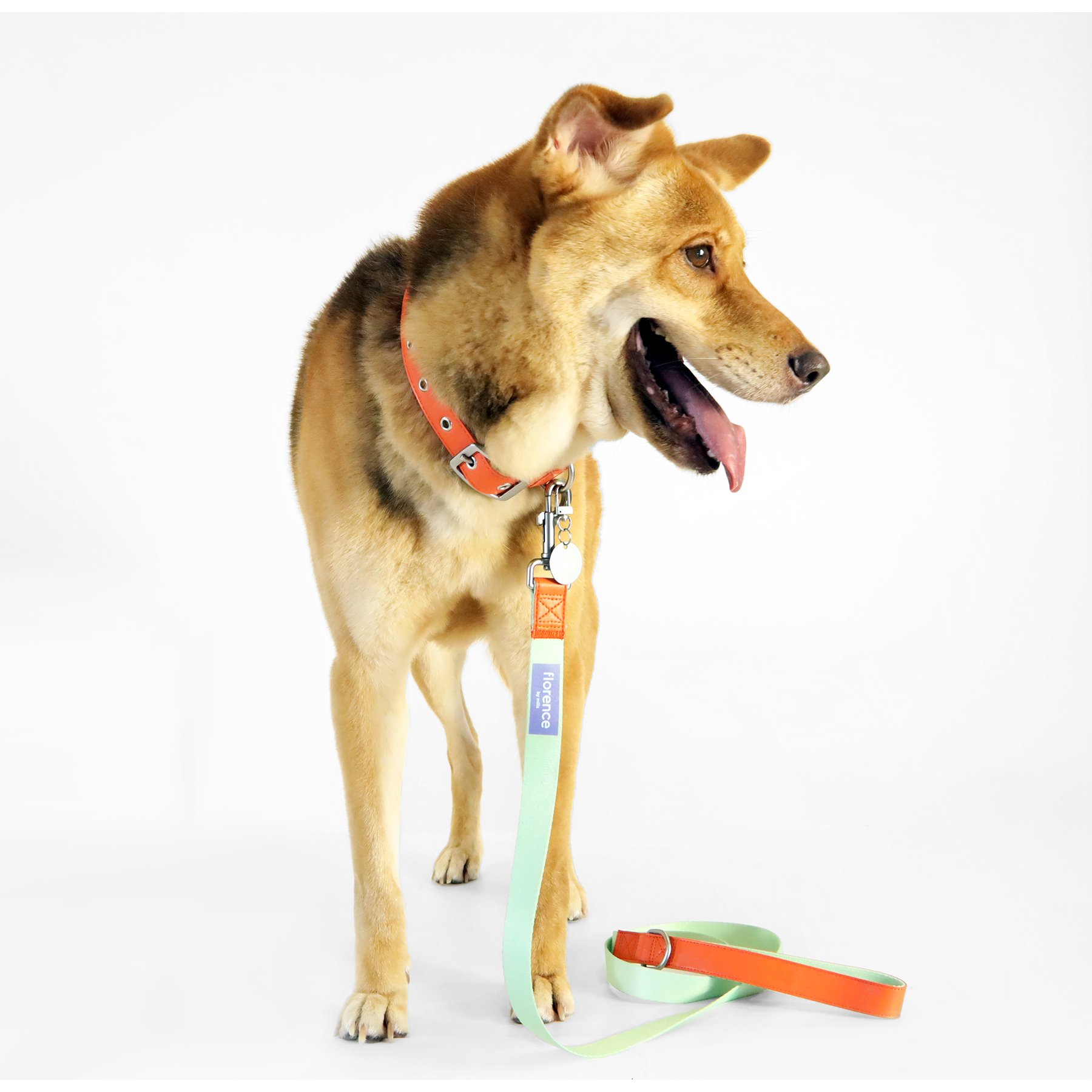 florence by mills Dog Leash, Green, Large