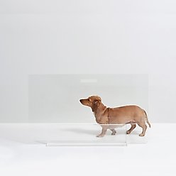 Hiddin Low Clear View Panel Freestanding Dog Gate, 30-in