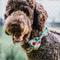 Show in main carousel: The Worthy Dog Tutti Frutti Dog Bow Tie, Blue, Large slide 3 of 6