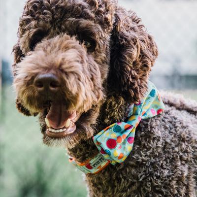 Show full view: The Worthy Dog Tutti Frutti Dog Bow Tie, Blue, Small slide 3 of 6