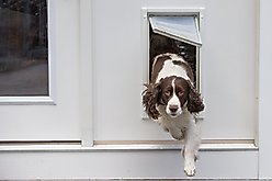 Endura Flap Single Flap Wall Mount Dog & Cat Door, X-Large, White slide 2 of 8