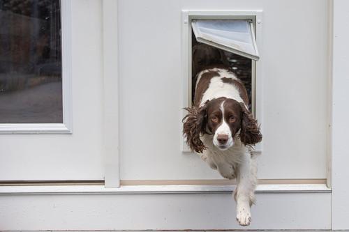 Show full view: Endura Flap Single Flap Wall Mount Dog & Cat Door, Small, White slide 8 of 9