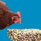 Show in main carousel: Kent / Blue Seal Home Fresh Chicken Chatter Large Treat Bar, 2-lb block slide 6 of 7