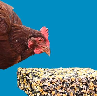 Show full view: Kent / Blue Seal Home Fresh Chicken Chatter Large Treat Bar, 2-lb block slide 6 of 7
